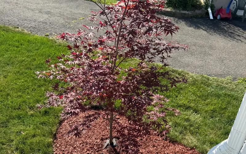 Soil health and lawn care